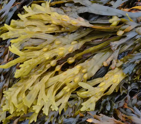 Bladderwrack Seaweed Urinary Health ViriFlow
