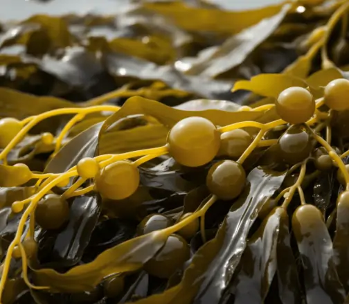 Kelp Iodine Prostate Health ViriFlow