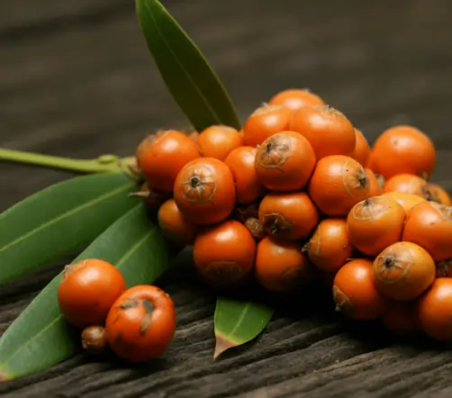 Saw Palmetto for Benign Prostatic Hyperplasia BPH ViriFlow